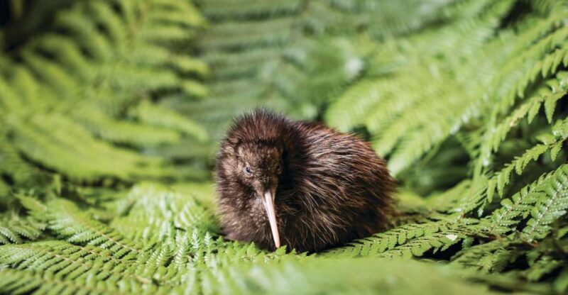 Rotorua: The National Kiwi Hatchery Tour - Key Points