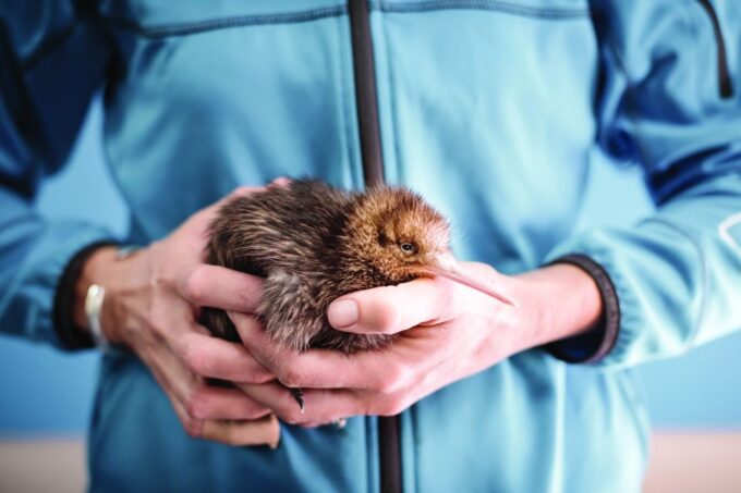 Rotorua: The National Kiwi Hatchery Tour - Accessibility and Tour Logistics