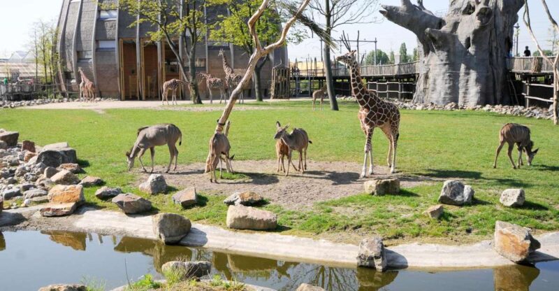Rotterdam: Rotterdam Zoo Blijdorp Entry Ticket - Visitor Ratings and Reviews
