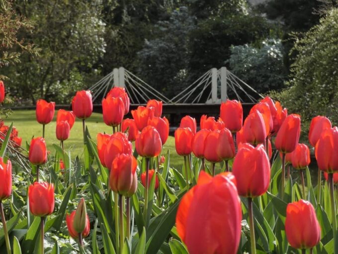 Rotterdam: Trompenburg Botanical Gardens Entry Ticket - Accessibility and Inclusivity