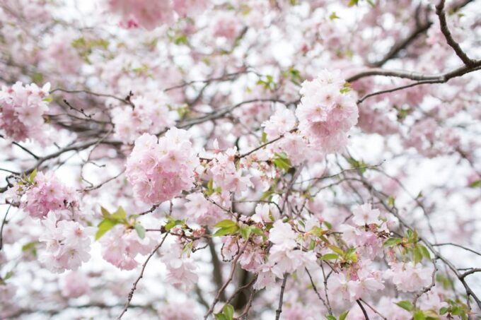 Rotterdam: Trompenburg Botanical Gardens Entry Ticket - Seasonal Attractions and Events