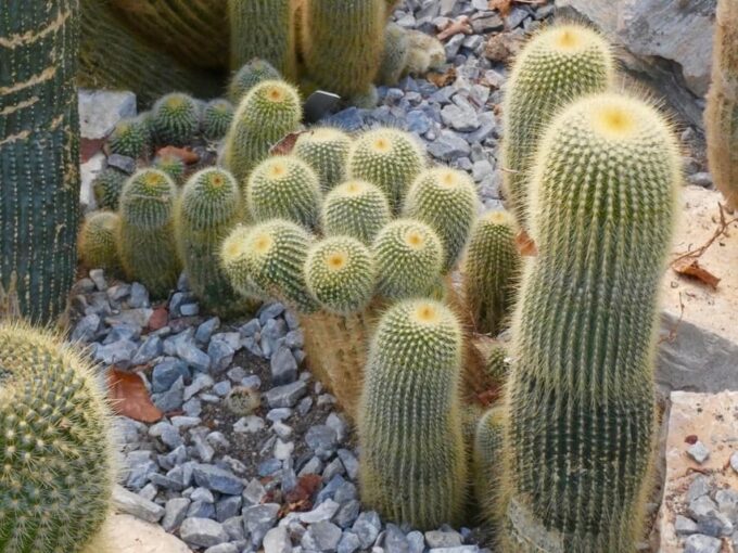Rotterdam: Trompenburg Botanical Gardens Entry Ticket - Visiting Hours and Availability