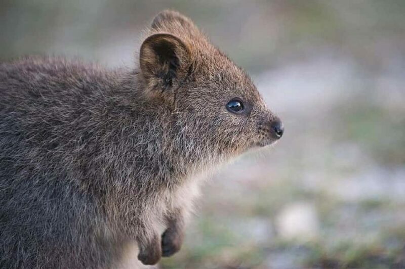 Rottnest Island 1.75 Hour Bayseeker Island Tour - Transportation and Practicalities