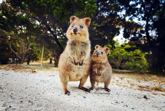 Rottnest Island All-Inclusive Grand Island Tour From Fremantle - Highlights of the Tour