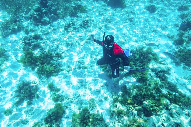 Rottnest Island Guided Snorkel Boat Experience - Traveler Feedback and Ratings