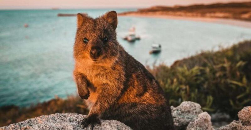 Rottnest Island: Lakes & Bays Guided 12km Hike - Itinerary Details