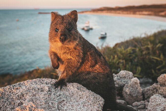 Rottnest Island Roundtrip Fast Ferry From Hillarys Boat Harbour - Transportation Options