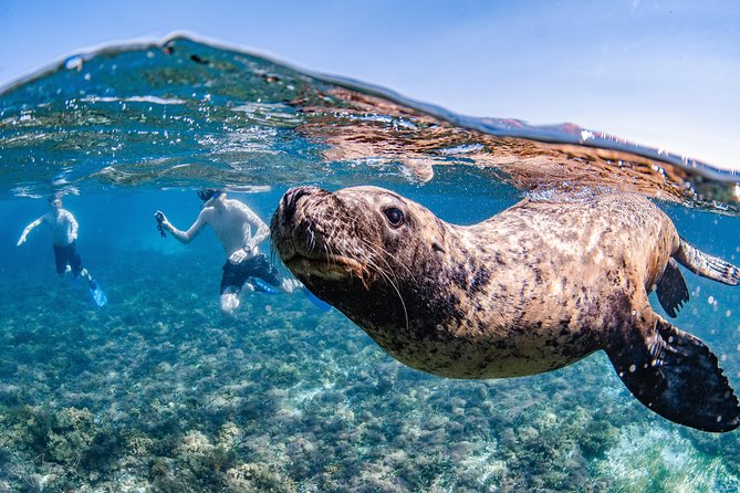 Rottnest Island Snorkel and Sail - Affordable Marine Adventure