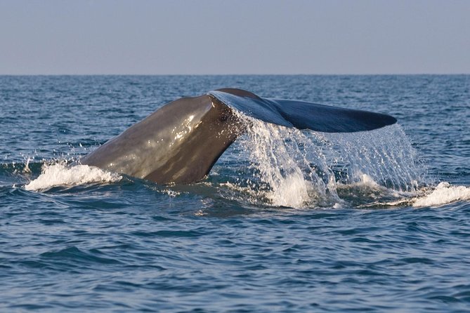 Round Tours,Nature and Wildlife Tours,Culture and Heritage Tours,Adventure Tours - Transportation and Services