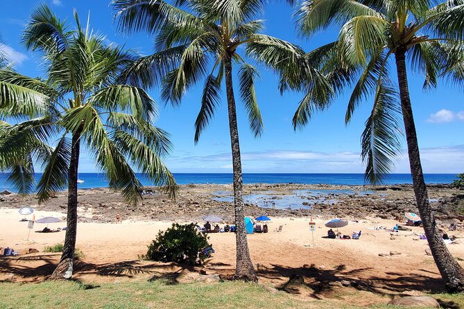 Round Trip North Shore Shuttle From Waikiki to Haleiwa Town / Haleiwa Harbor - Positive Customer Feedback