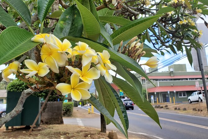 Round Trip North Shore Shuttle From Waikiki to Haleiwa Town / Haleiwa Harbor - Accommodating Last-Minute Changes