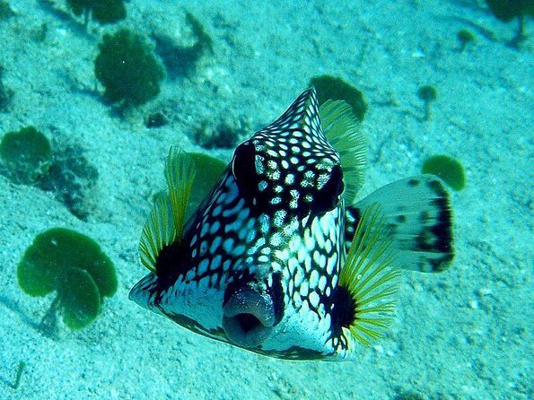 Round-Trip Transportation to Coral World Park and Coki Beach - About Your Stay