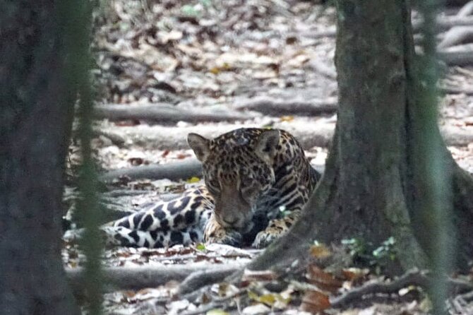 Round-Trip VIP Exclusive Transfer to Tikal From Belize Border - Tikal National Park