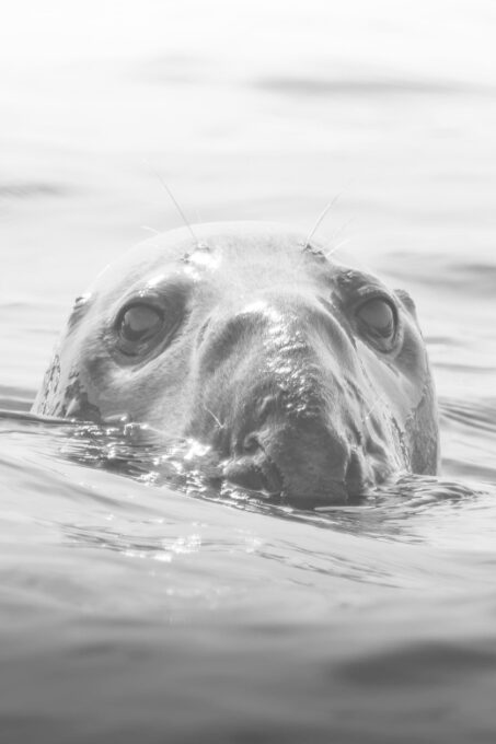Rounding Cornwall Boat Trip Experience. (Departing Hayle) - Recap