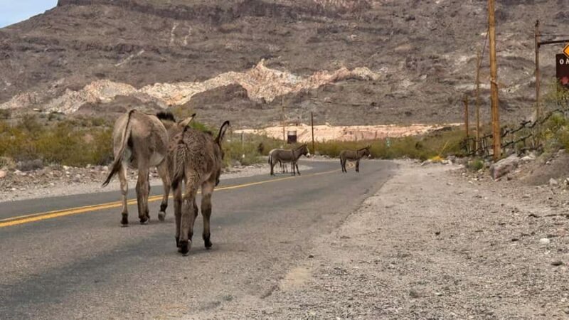 Route 66 Day Tour from Las Vegas: Oatman, Nelson & Kingman - FAQ