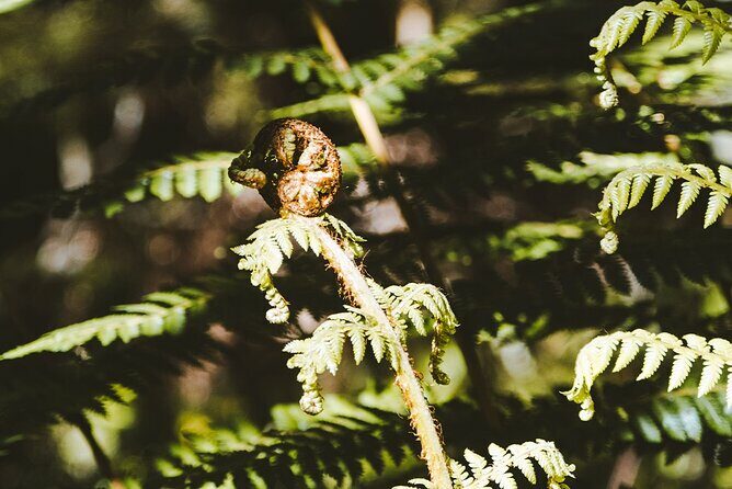 Routeburn Guided Day Hike from Te Anau with Lunch & Transport - FAQ