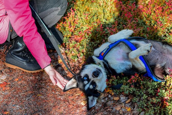 Rovaniemi: 6-10 Km Self-Driving Mushing Husky Safari Tour - Self-Driving Husky Trek