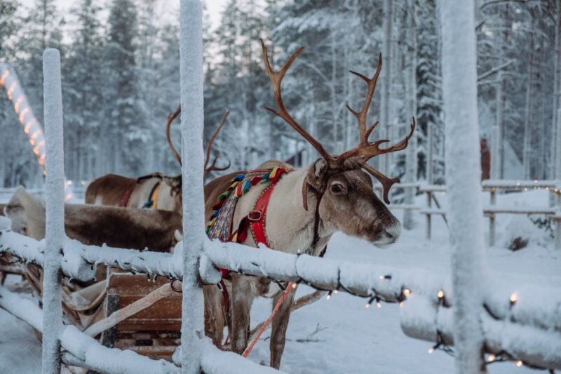 Rovaniemi: Apukka Reindeer Journey - Activity Overview and Pricing