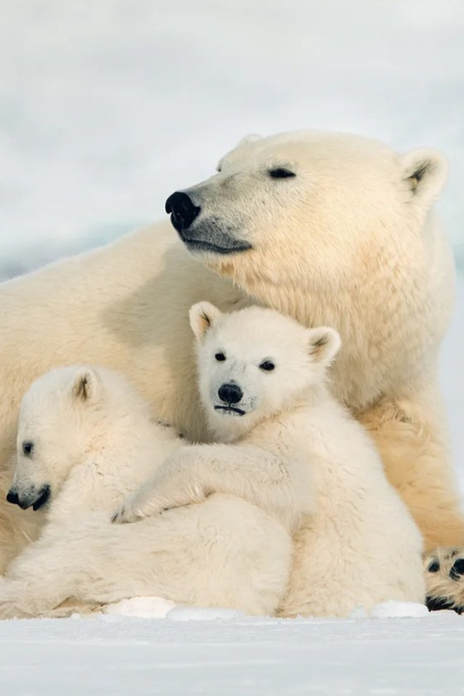Rovaniemi: Arctic Animals Sleigh Rides and Wildlife Zoo - Good To Know