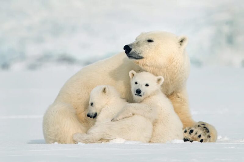 Rovaniemi: Arctic Animals Sleigh Rides and Wildlife Zoo - Activities and Highlights