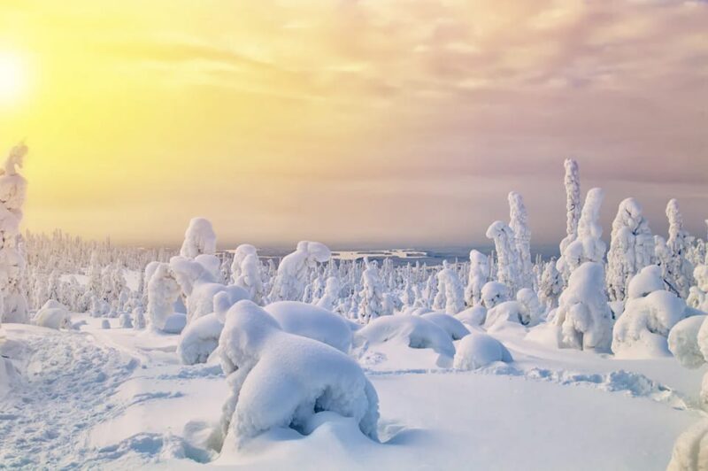 Rovaniemi: Arctic Animals Sleigh Rides and Wildlife Zoo - Important Details