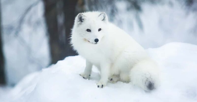 Rovaniemi: Arctic Animals Sleigh Rides and Wildlife Zoo - Customer Ratings and Reviews