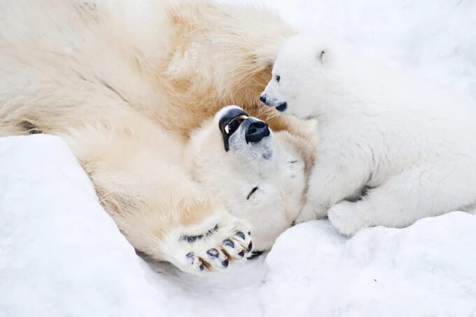 Rovaniemi: Arctic Animals Sleigh Rides and Wildlife Zoo - Departure Times and Group Sizes