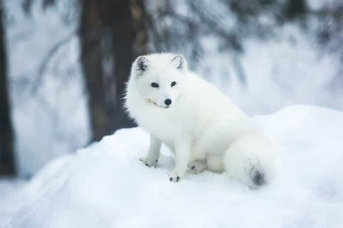 Rovaniemi: Arctic Animals Sleigh Rides and Wildlife Zoo - Inclusion of Sleigh Rides