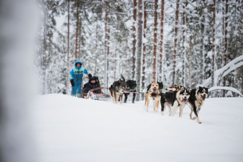 Rovaniemi: Arctic Circle Highlights by Snowmobile - Tour Overview