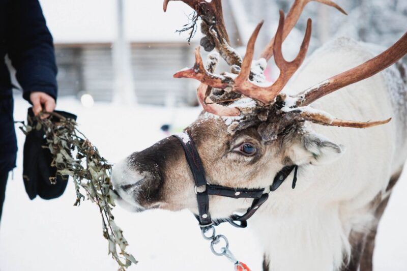 Rovaniemi: Arctic Circle Highlights by Snowmobile - Meeting Points and Times