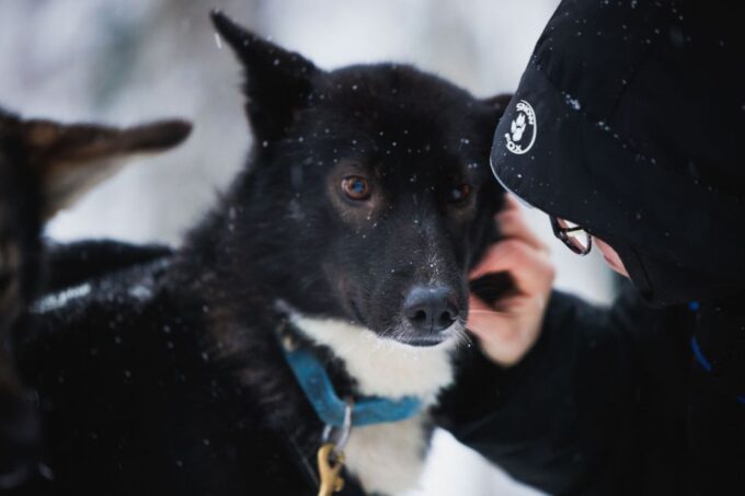 Rovaniemi: Arctic Circle Highlights by Snowmobile - Frequently Asked Questions