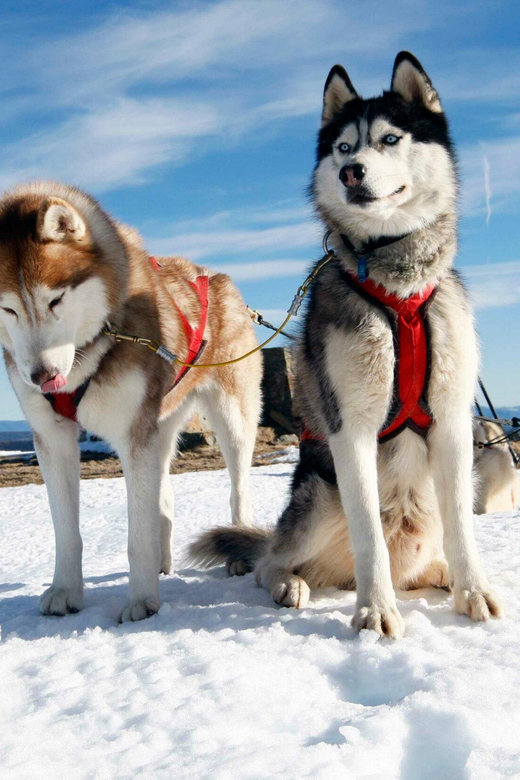 Rovaniemi: Arctic Highlights Tour With Santa & Reindeer - Petting and Hugging Huskies