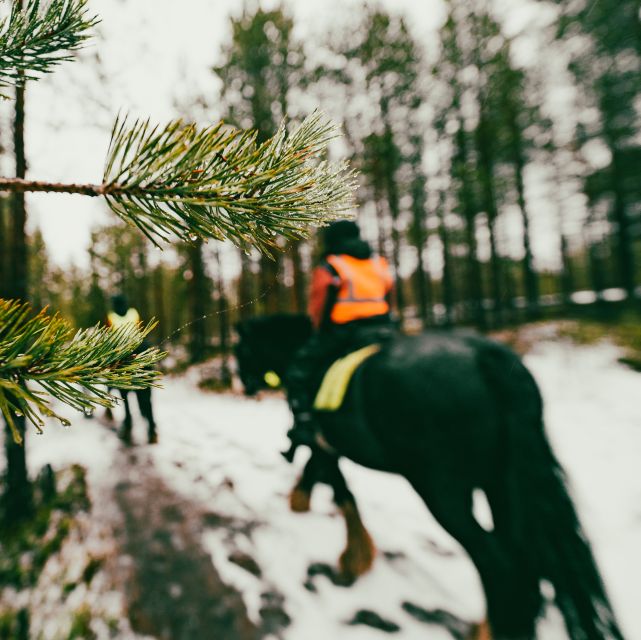 Rovaniemi: Arctic Horse Riding Experience - Horse and Farm Details