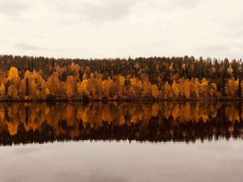 Rovaniemi: Arctic Wilderness & Forests Guided E-Bike Tour - Important Considerations