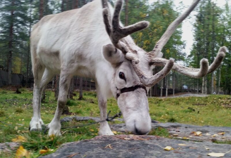 Rovaniemi: Authentic Reindeer Farm & Canoeing - Participant Restrictions