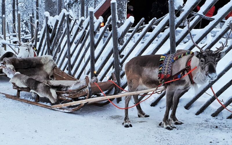 Rovaniemi: Authentic Reindeer Farm Visit and Sleigh Ride - Exploring the Authentic Reindeer Farm