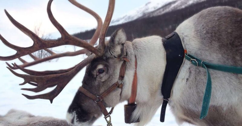 Rovaniemi: Authentic Reindeer Farm Visit and Sleigh Ride - Learning About Reindeer Herding Lifestyle