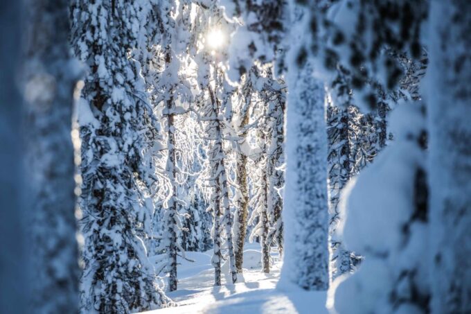 Rovaniemi: Backcountry Skiing Adventure - Pricing and Duration