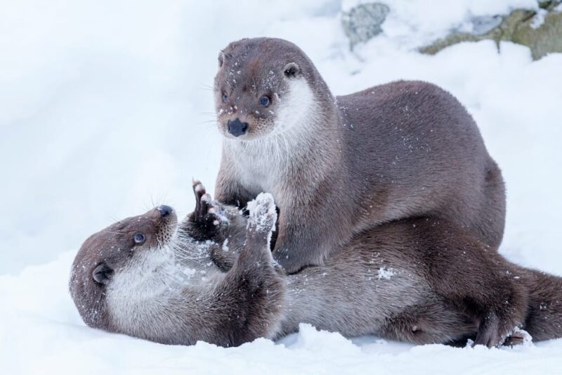 Rovaniemi: Day at Ranua Wildlife Park Arctic Zoo - Wildlife Park Location