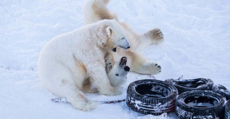 Rovaniemi: Day at Ranua Wildlife Park Arctic Zoo - Hosted Species and Animals