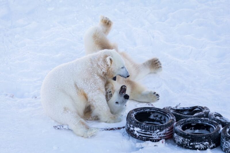 Rovaniemi: Day at Ranua Wildlife Park Arctic Zoo - Transportation and Logistics