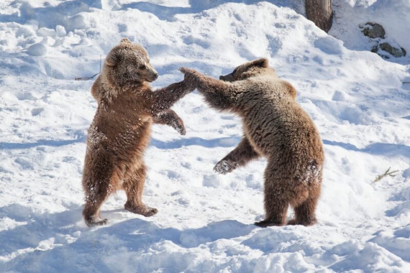Rovaniemi: Day at Ranua Wildlife Park Arctic Zoo - Frequently Asked Questions
