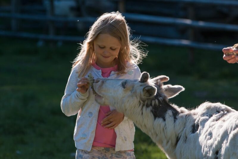Rovaniemi: Day Trip to Reindeer Farm and Santa Claus Village - Good To Know