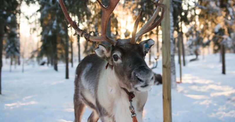 Rovaniemi: Evening Reindeer Safari - Activity Overview