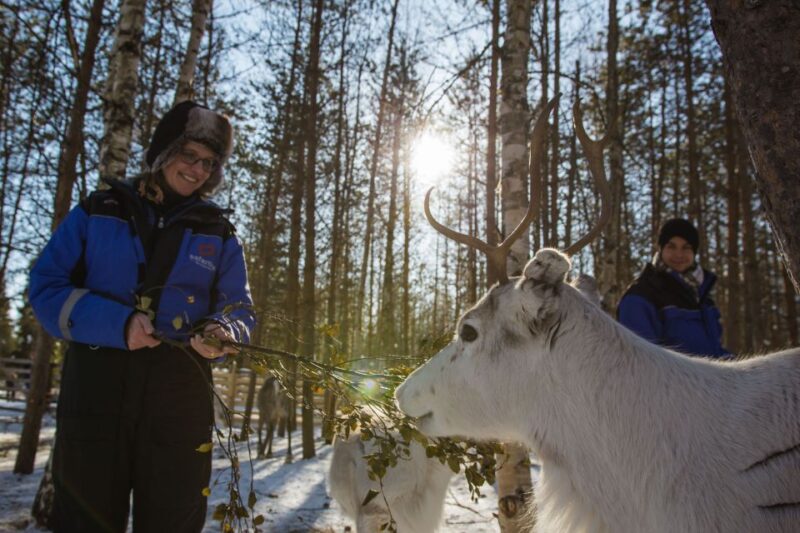 Rovaniemi: Evening Reindeer Safari - Small Group Experience