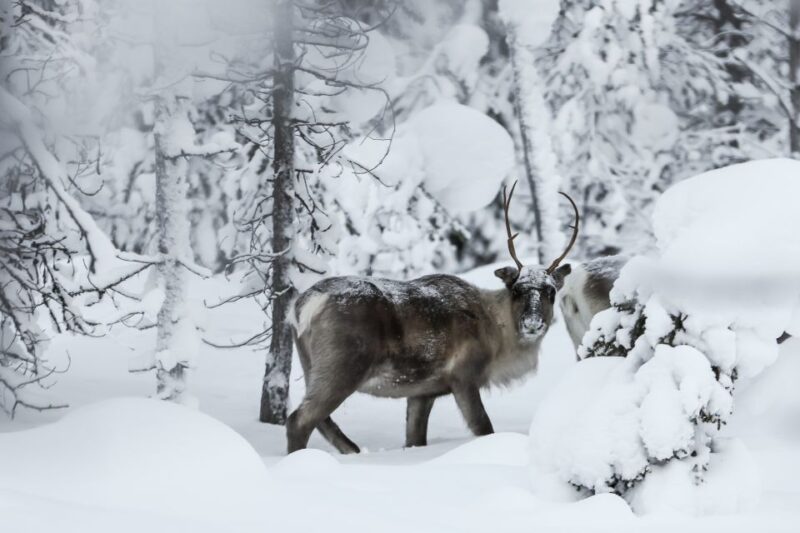 Rovaniemi: Evening Reindeer Safari - Live Tour Guide