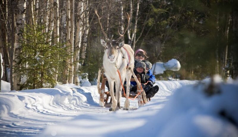 Rovaniemi: Evening Reindeer Safari - Highlight Reel