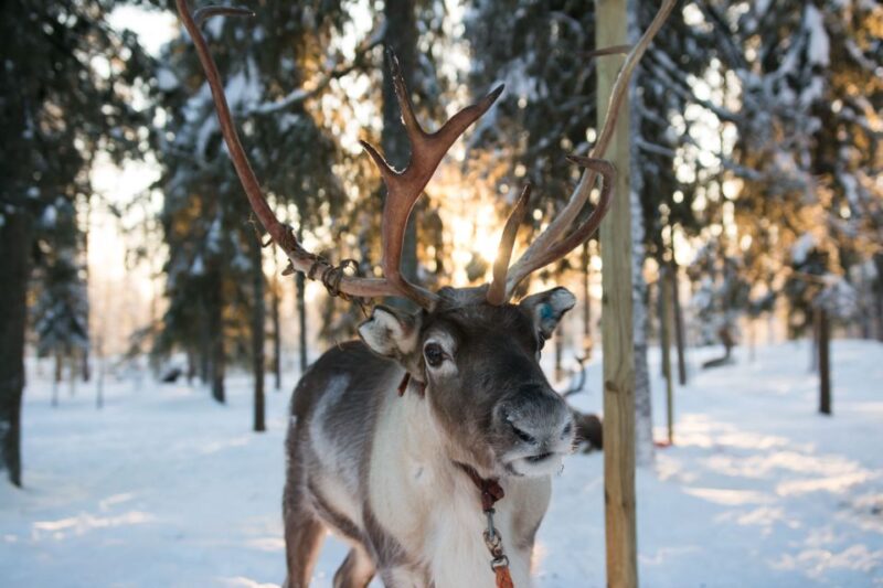 Rovaniemi: Evening Reindeer Safari - Participant Demographics