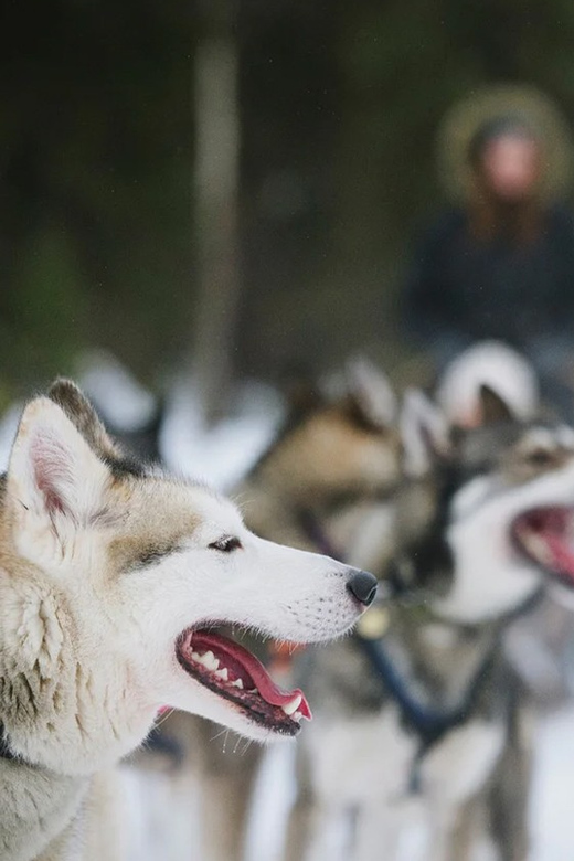 Rovaniemi: Family Friendly Husky Ride and Farm Visit - Good To Know