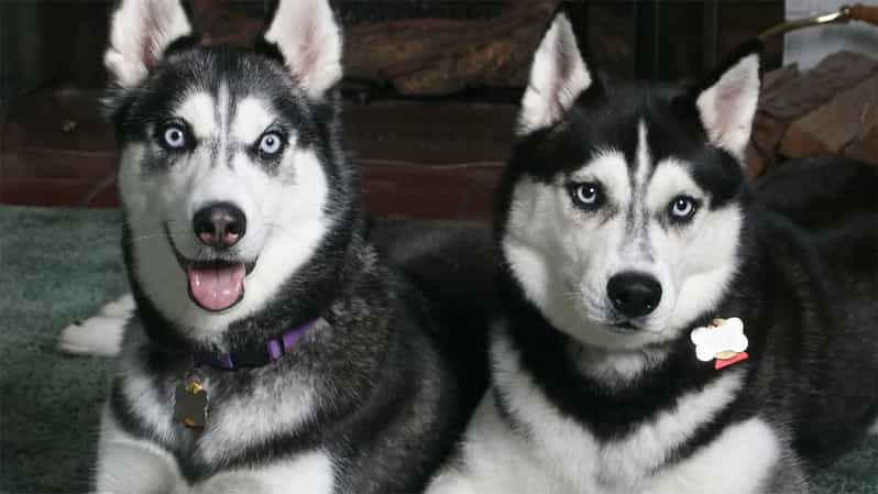 Rovaniemi: Family Friendly Husky Ride and Farm Visit - Experience Highlights